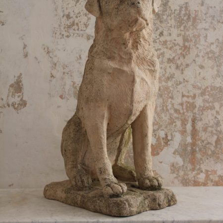 Golden Labrador